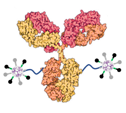 antibody-dendrimer