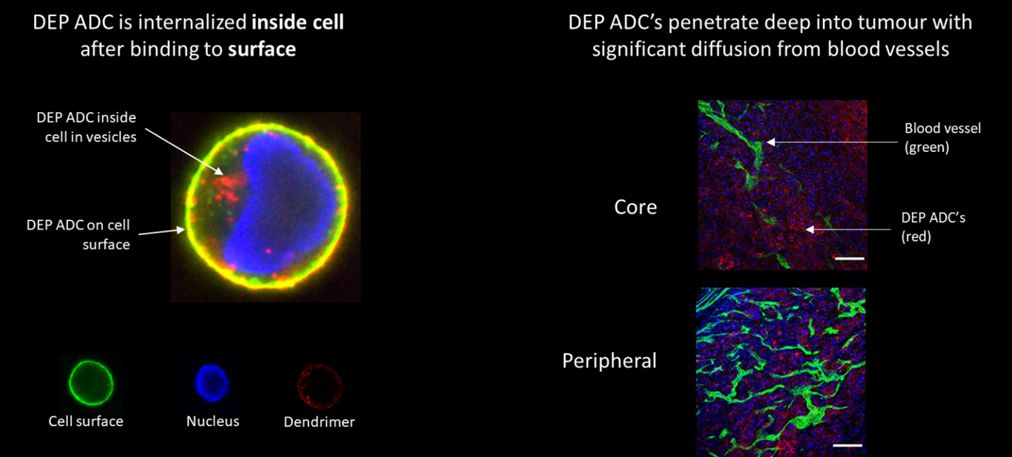 dep-cell-adc-internalisation